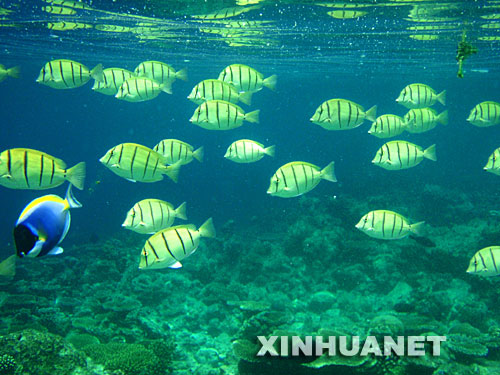 4月11日,在馬爾代夫的北阿里環礁,一群囚犯刺尾魚游向深海。位于印度洋中的群島國家馬爾代夫由26組自然環礁、1192個珊瑚島組成,分布在9萬平方公里的海域內,其中200個島嶼有人居住。馬爾代夫海洋資源豐富,海底布滿了奇異的珊瑚,各種各樣的熱帶魚游弋其間,美如夢幻,是世界著名的潛水勝地。